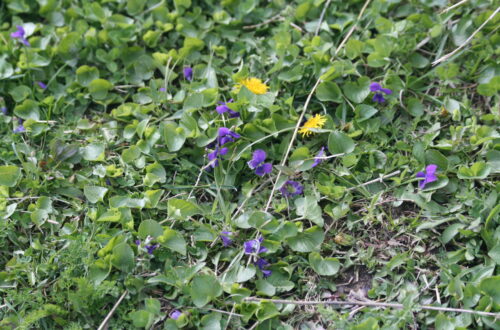 Common Blue Violet